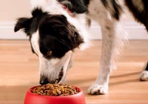 best dog foods pitbulls