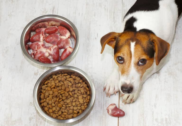 best food for pitbulls dog food for pitbulls to gain muscle FOR DOGS
