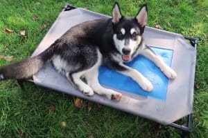 cooling bed for dog guide reviews