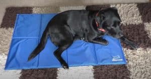 cooling bed for dog guide reviews