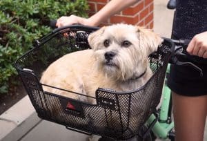 diy dog bike basket ideas
