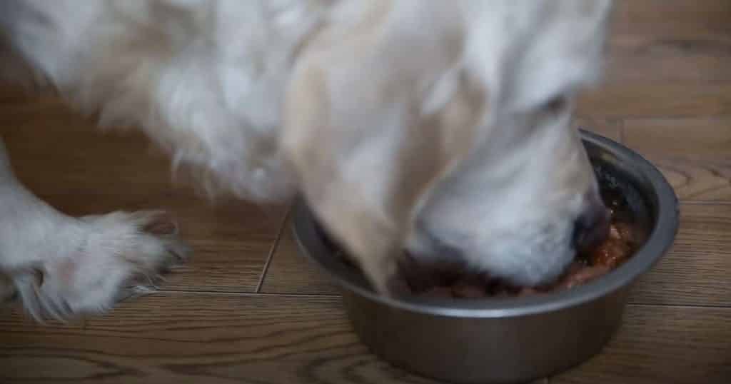 How To Help A Dog Gain Weight 7 Tips To Make A Dog Gain Weight FOR