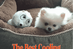 cooling dog bed reviews