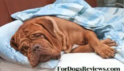 choose an orthopedic dog bed