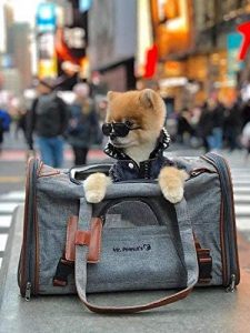 best-airline-approved-pet-carriers