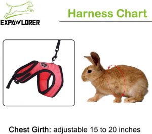 best-rabbit-harness