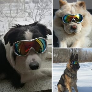 best anti fog dog goggles 