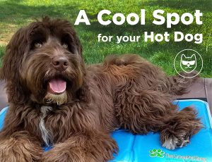 best dog cooling pads