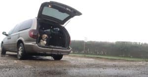 3 best ways to command your dog to get into your car