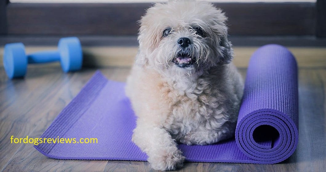 Best cooling pads for dogs