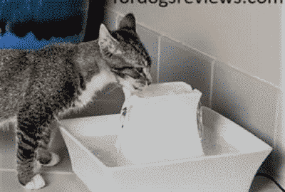 battery operated cat water fountain