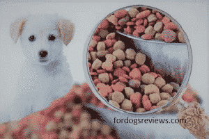 the best advice to choose food for your dogs