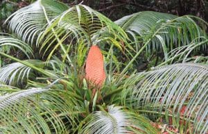 house plants poisonous to dogs