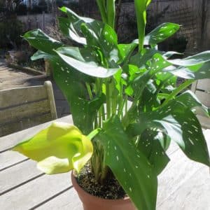 house plants poisonous to dogs