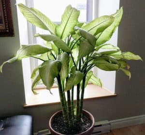 house plants poisonous to dogs