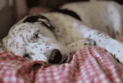 best dogs to sleep with