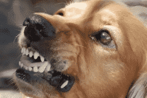 what are signs of aggression in dogs