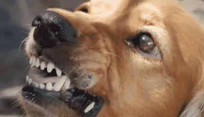 what are signs of aggression in dogs