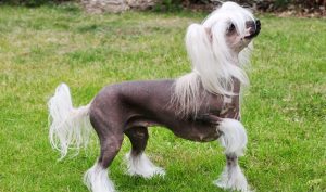 Best Dog Breeds for Horses 14 Chinese Crested Dog