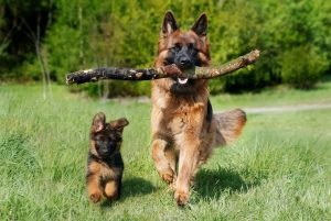Best Dog Breeds for Horses 10 German Shepherd