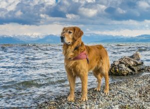 Best Dog Breeds for Horses 4 Golden Retriever