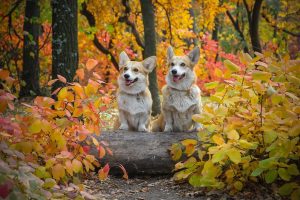 Best Dog Breeds for Horses 5 Welsh Corgi