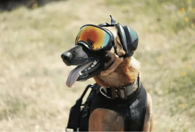 hunting dog ear protection