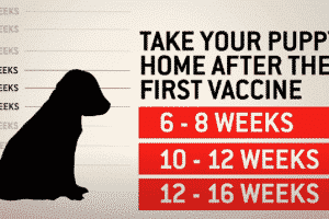 puppy vaccinations schedule