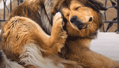 How to Cure Dogs Itchy Skin! 8 Natural Remedies for Itchy Dogs, Cure Skin Irritation!