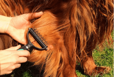 best-dog-brushes