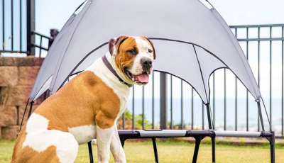 the advantages of a dog tent