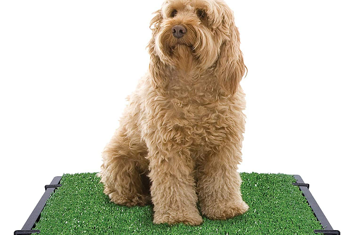 best grass for dogs