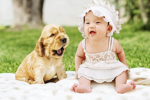 how to get dog ready for baby