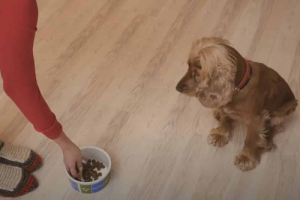 How To Make a Dog Gain Weight ? 5 how to make a dog gain weight