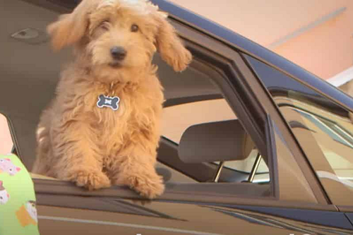 3 best ways to command your dog to get into your car