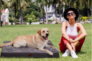 Choose an Orthopedic Dog Bed 4 choose an orthopedic dog bed