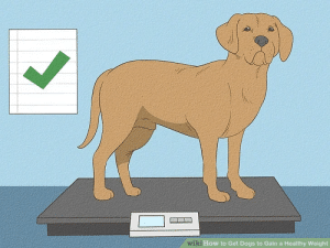 How To Make a Dog Gain Weight ? 4 how to make a dog gain weight